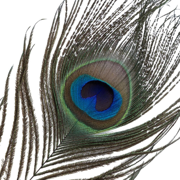 Щекоталка LOCKINK SEVANDA Natural Peacock Flirting Feather Tickler, перья павлина и страуса